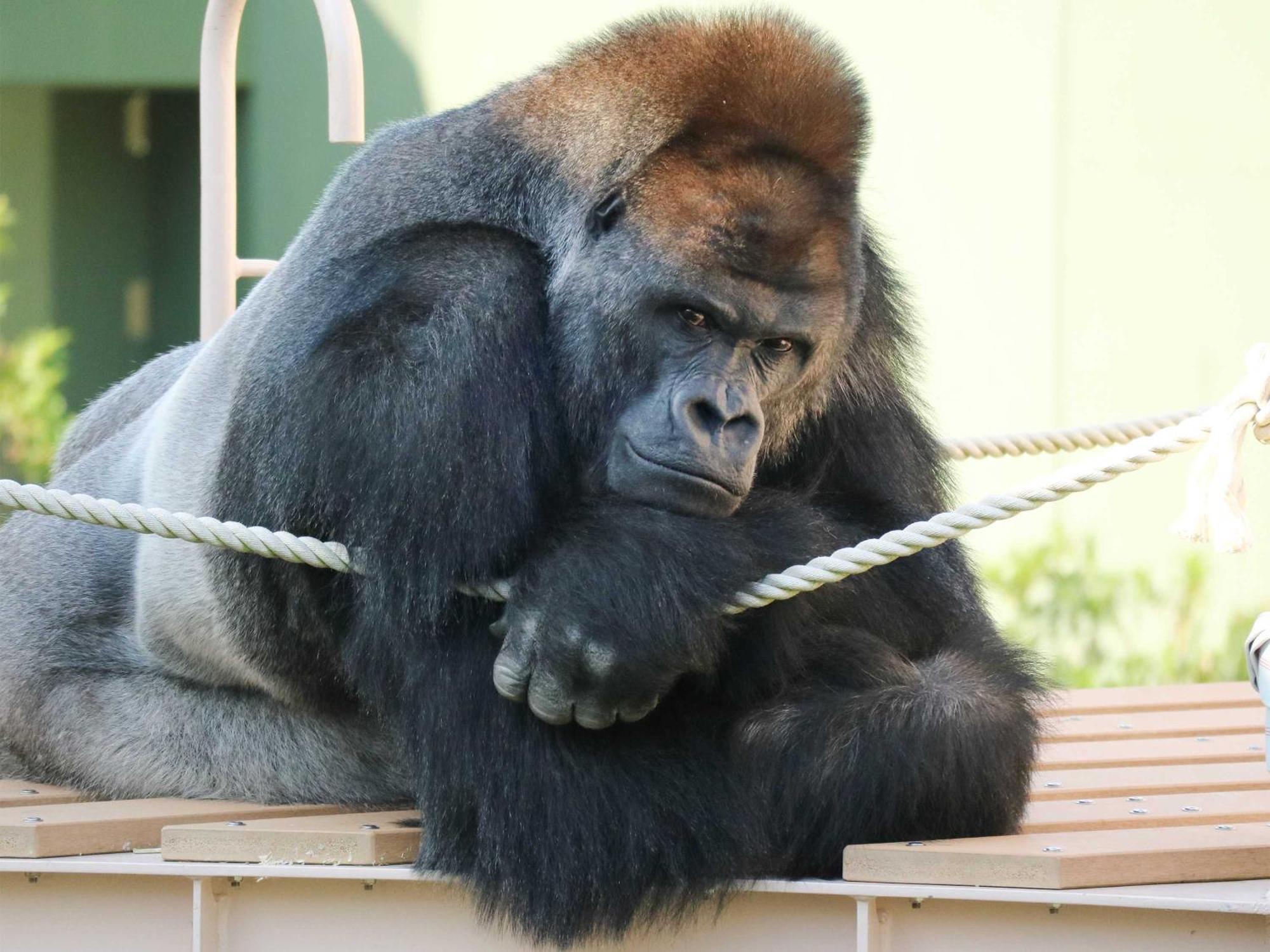 Nagoya Kanko Hotel Exterior foto Richard at the San Diego Zoo