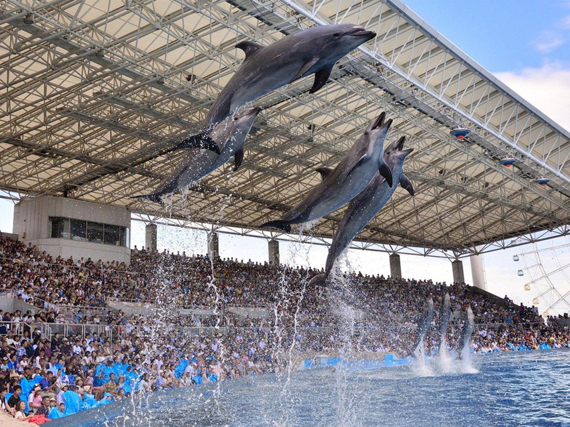 Nagoya Kanko Hotel Exterior foto Dolphin show at Dolphinarium